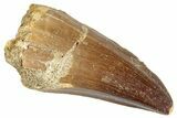 Fossil Mosasaur (Mosasaurus) Tooth - Morocco #286277-1